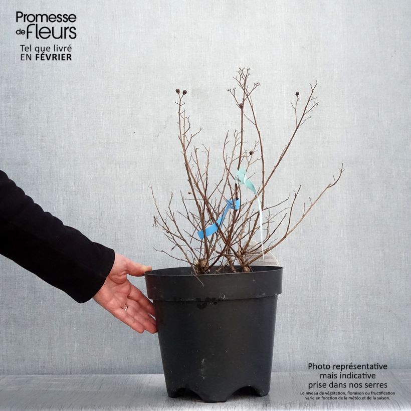 Lagerstroemia Berry Dazzle - Mirto crespo Vaso da 7,5L/10L esemplare consegnato in inverno