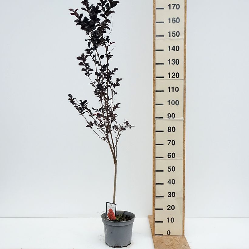 Esemplare di Lagerstroemia Black Solitaire Best Red - Mirto crespo Vaso da 7,5L/10L consegnato in estate