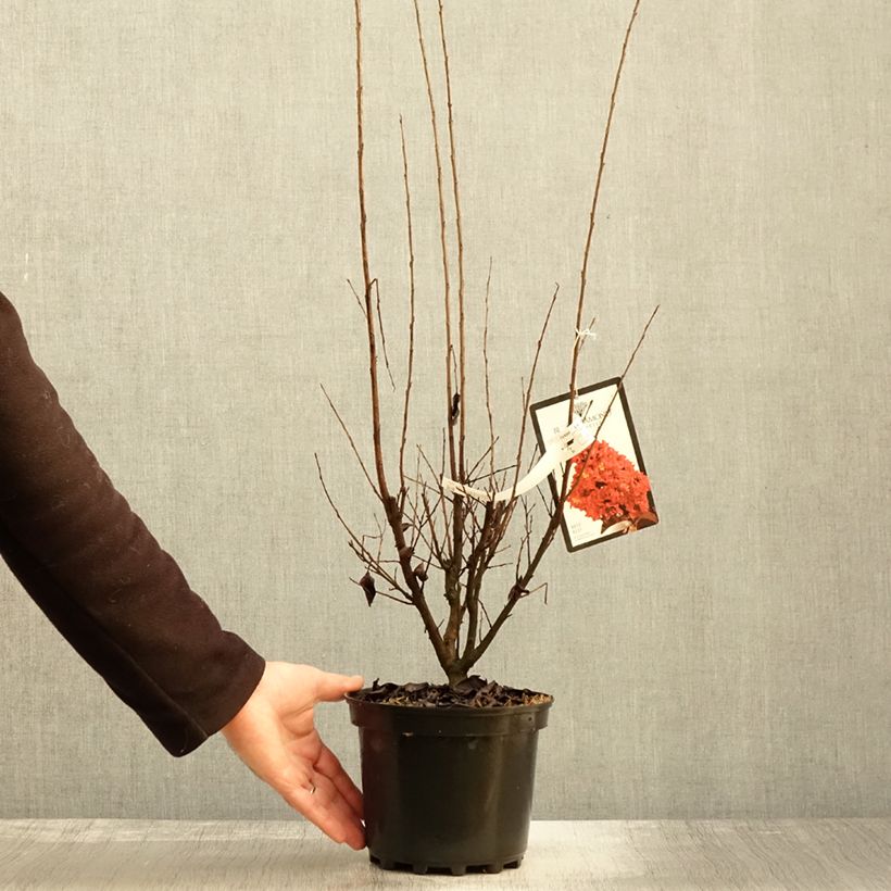 Esemplare di Lagerstroemia Black Solitaire Best Red - Mirto crespo Vaso da 3L/4L come consegnato in autunno