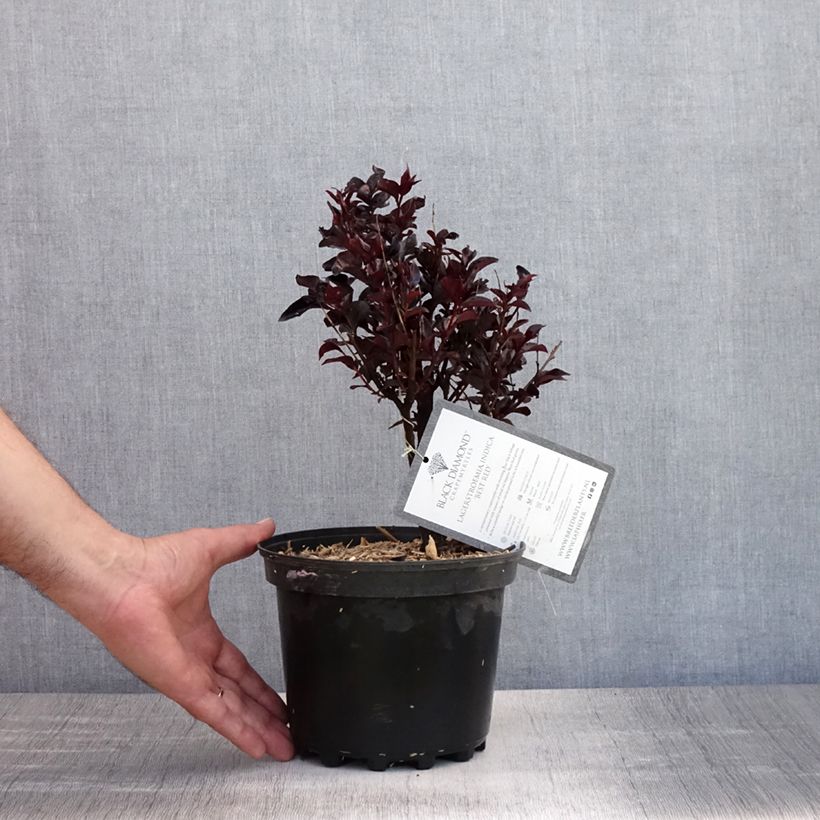 Esemplare di Lagerstroemia Black Solitaire Best Red - Mirto crespo Vaso da 3L/4L, A cespuglio consegnato in estate