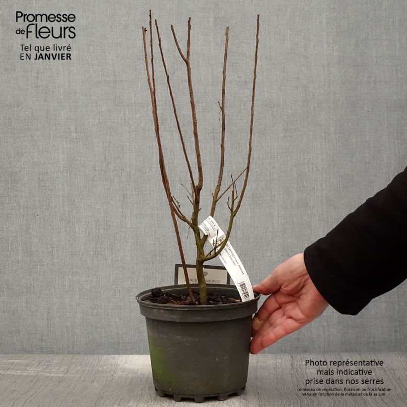 Lagerstroemia Black Solitaire Best Red - Mirto crespo Vaso da 3L/4L esemplare consegnato in inverno