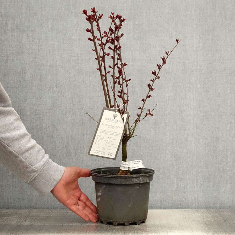 Lagerstroemia Black Solitaire Best Red - Mirto crespo Vaso da 3L/4L, A cespuglio esemplare consegnato in primavera