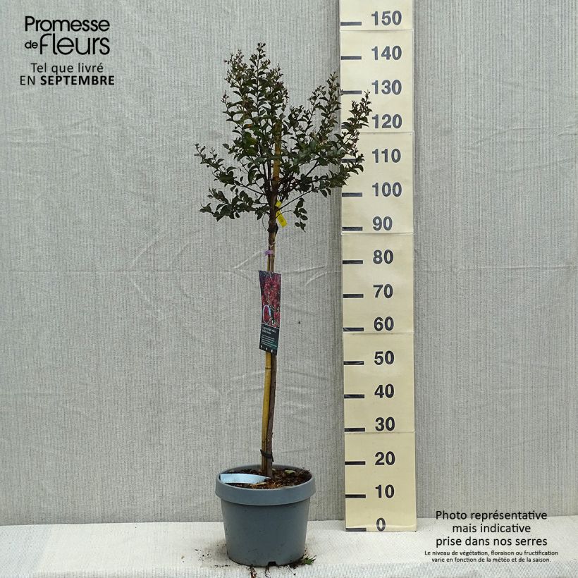 Esemplare di Lagerstroemia Play It Again Double Feature - Mirto crespo Vaso da 7,5L/10L come consegnato in autunno
