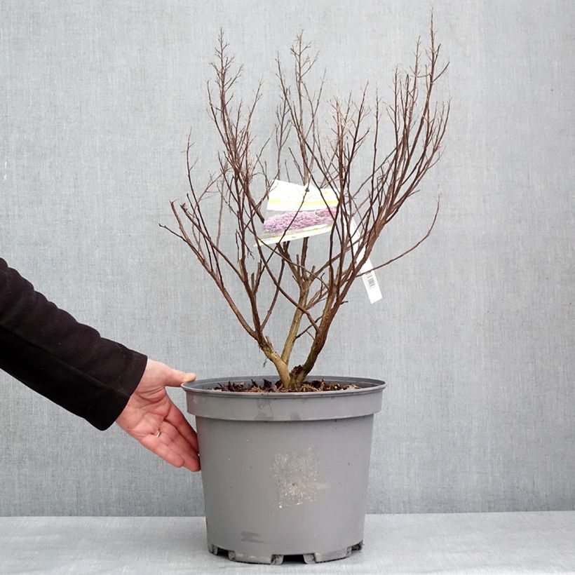 Lagerstroemia Enduring Lavender - Mirto crespo Vaso da 7,5L/10L esemplare consegnato in inverno