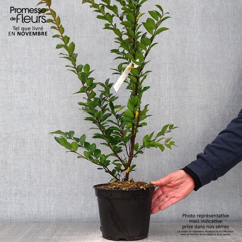 Esemplare di Lagerstroemia Enduring Red - Mirto crespo Vaso da 3L/4L come consegnato in autunno