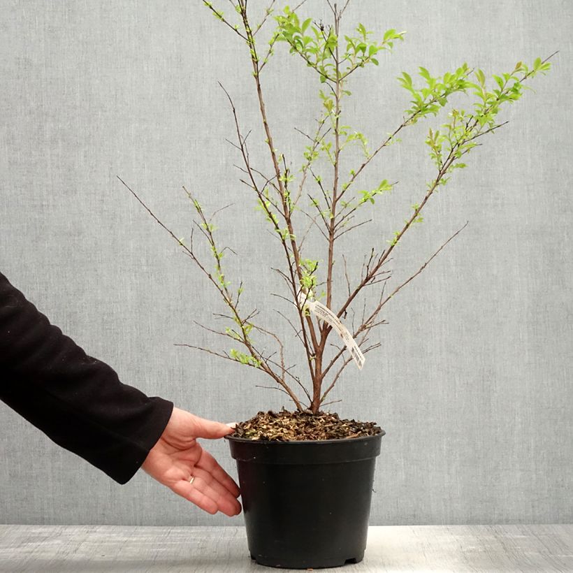 Lagerstroemia Enduring Red - Mirto crespo Vaso da 3L/4L esemplare consegnato in primavera