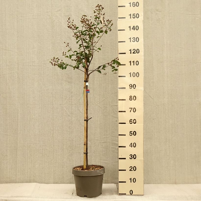 Esemplare di Lagerstroemia Eveline - Mirto crespo Vaso da 7,5L/10L come consegnato in autunno