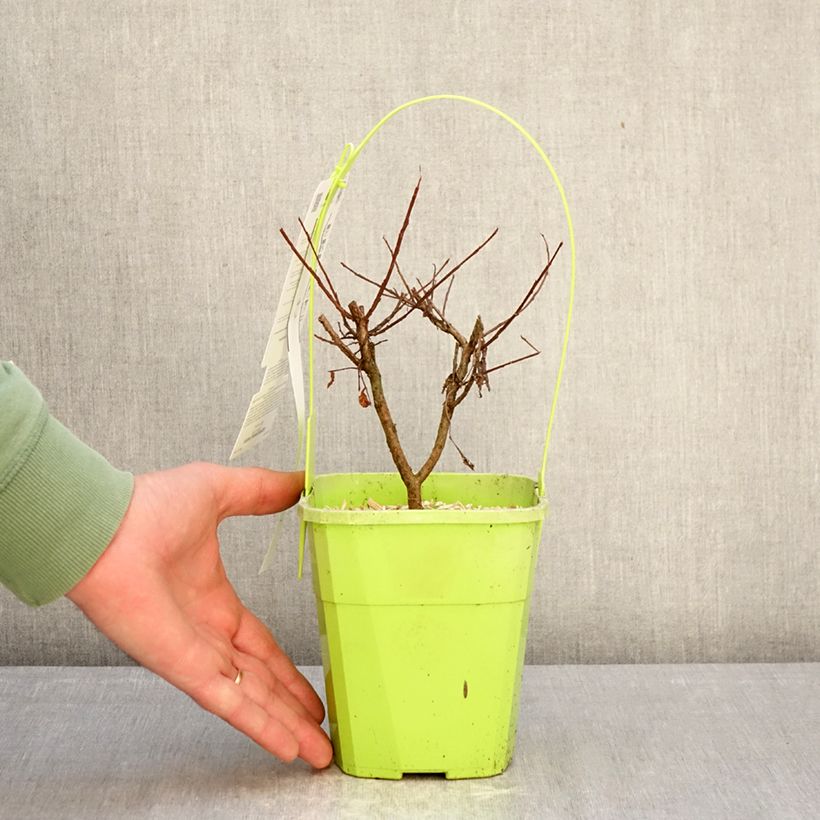 Lagerstroemia Girl With Love - Mirto crespo Vaso da 2L/3L esemplare consegnato in inverno