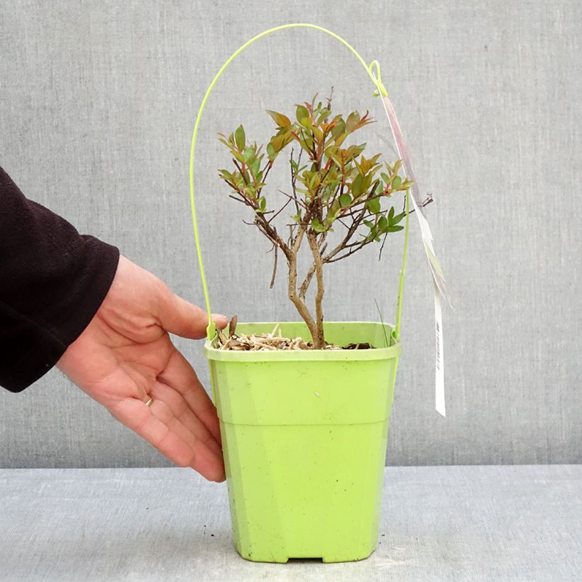 Lagerstroemia Girl With Love - Mirto crespo Vaso da 2L/3L esemplare consegnato in primavera