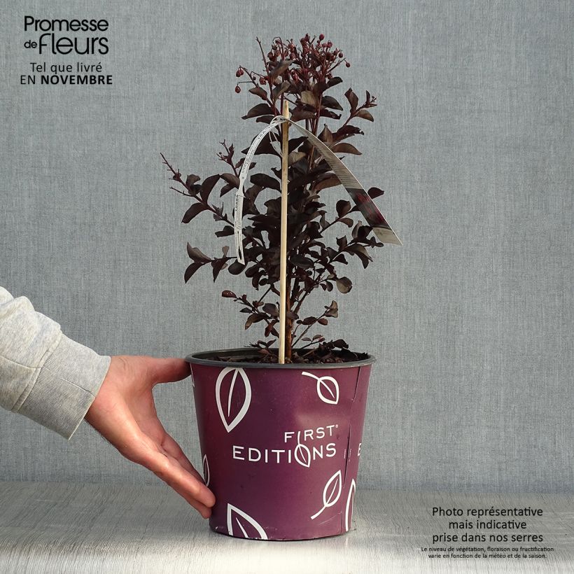 Esemplare di Lagerstroemia Midnight Magic - Mirto crespo Vaso da 3L/4L come consegnato in autunno