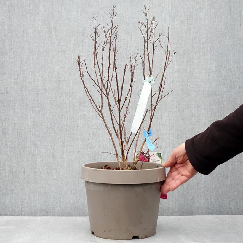 Lagerstroemia Rhapsody In Blue - Mirto crespo Vaso da 7,5L/10L, A cespuglio esemplare consegnato in primavera