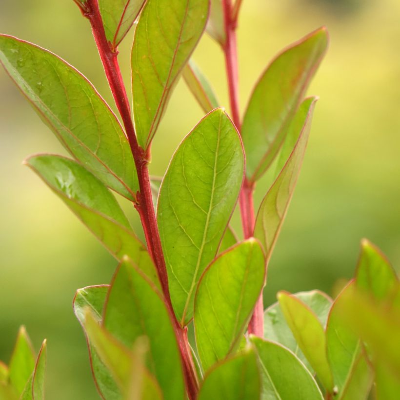 Lagerstroemia Virgin With Love - Mirto crespo (Fogliame)