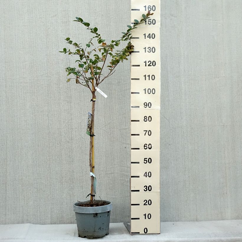 Esemplare di Lagerstroemia White Chocolate - Mirto crespo Vaso da 7,5L/10L come consegnato in autunno