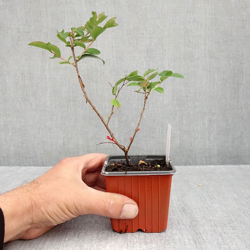 Esemplare di Lagerstroemia With Love Babe - Mirto crespo Vasetto da 8/9 cm come consegnato in autunno