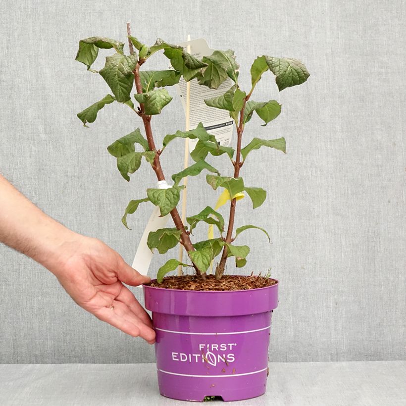 Esemplare di Lilas hybride Pinktini - Syringa x prestoniae  Vaso da 3L/4L come consegnato in autunno