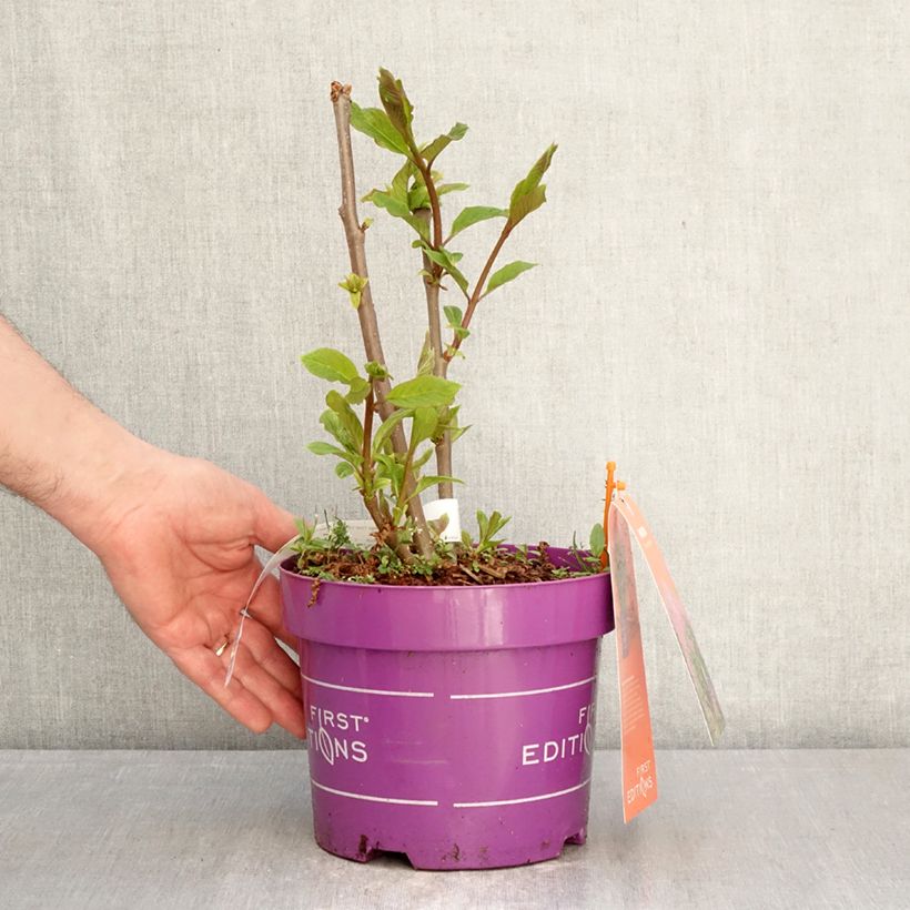 Syringa Pinktini - Lillà Vaso da 3L/4L esemplare consegnato in primavera