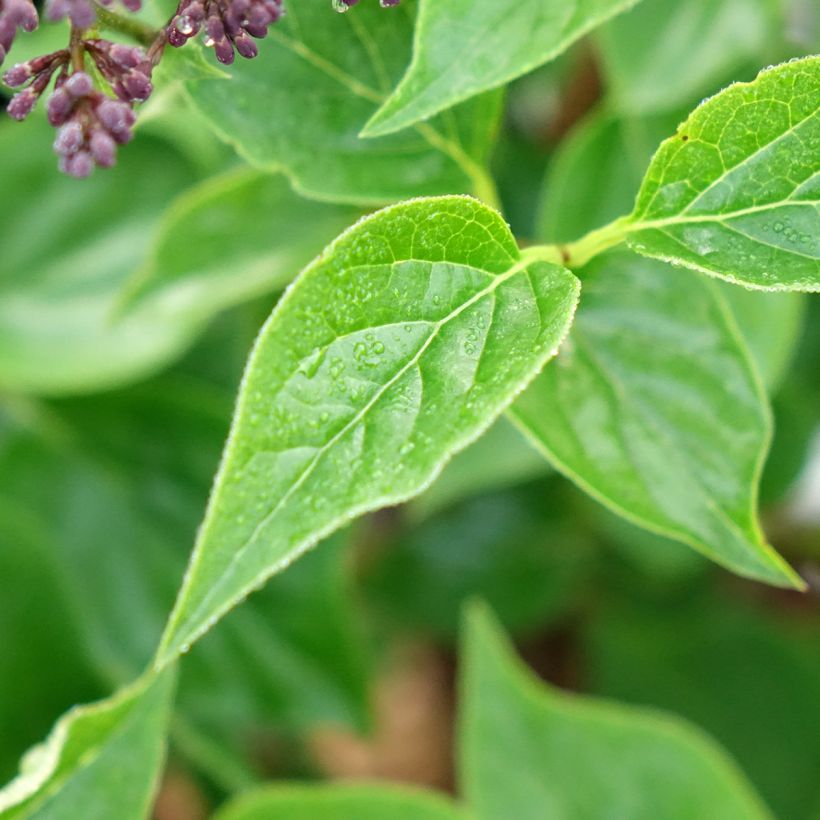 Syringa Baby Kim - Lillà nano (Fogliame)