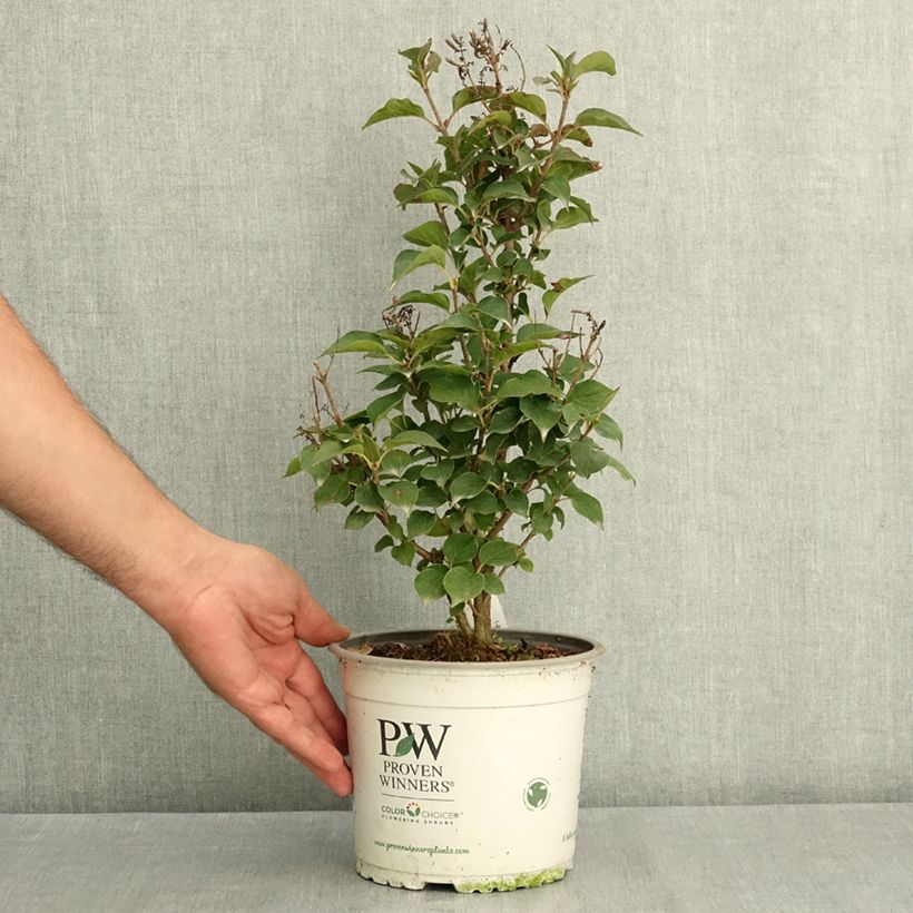 Esemplare di Syringa Baby Kim - Lillà nano Vaso da 3L/4L consegnato in estate