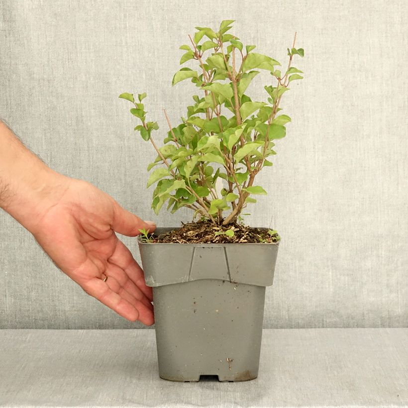 Esemplare di Syringa meyeri Flowerfesta Pink - Lillà nano Vaso da 2L/3L consegnato in estate