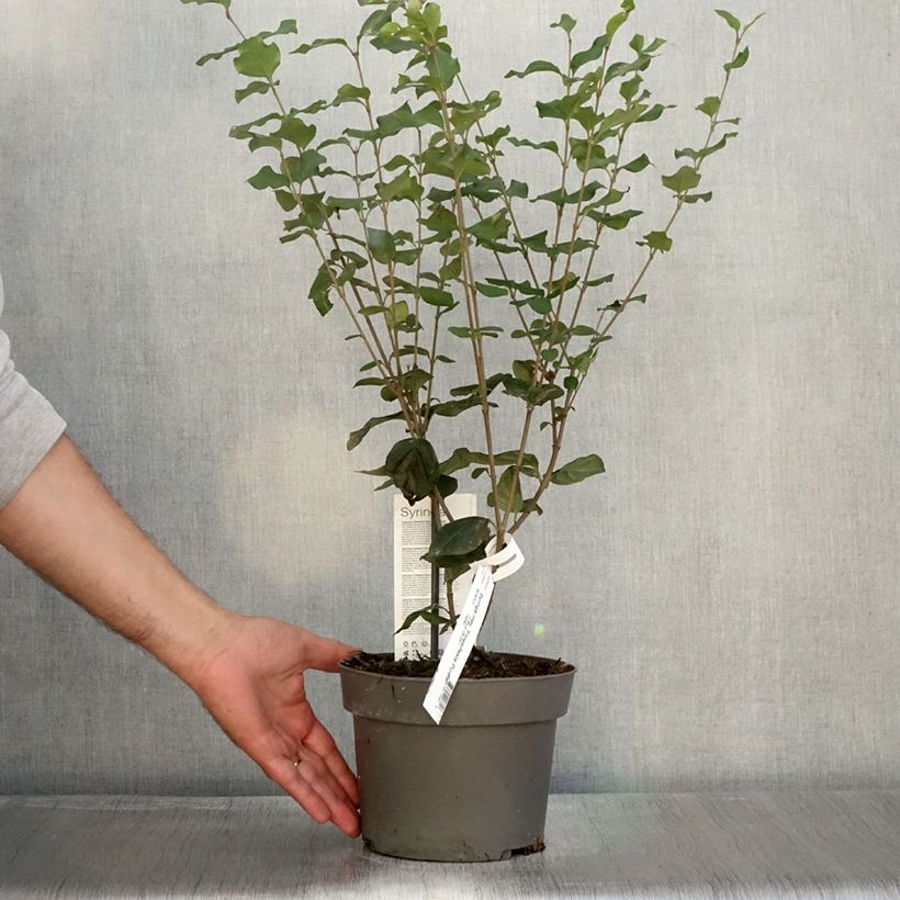 Esemplare di Syringa meyeri Flowerfesta Purple - Lillà nano Vaso da 3L/4L come consegnato in autunno