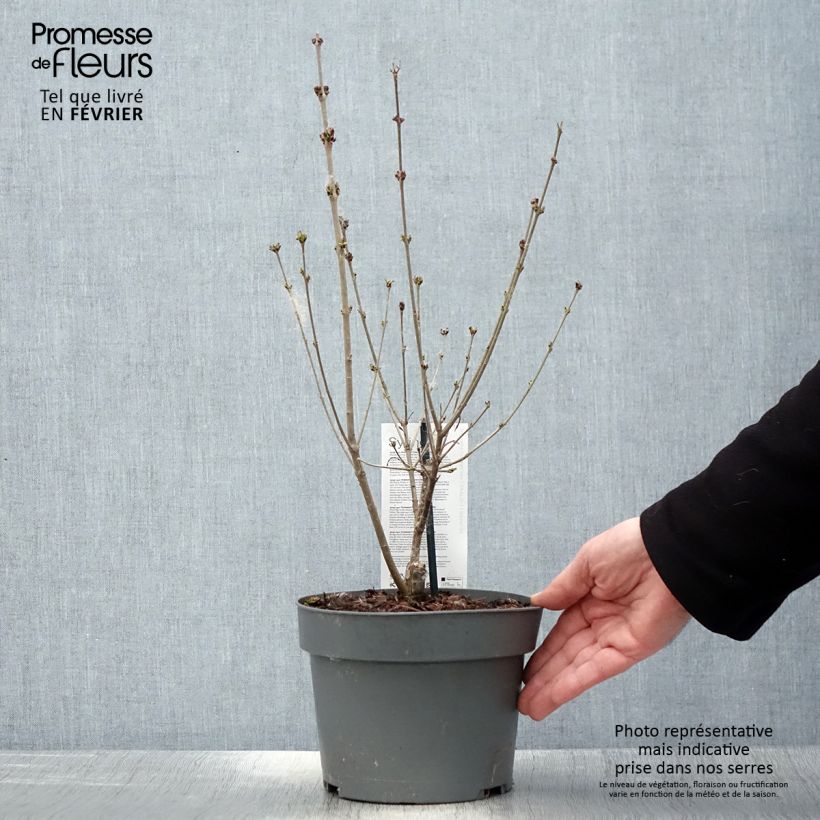 Syringa meyeri Flowerfesta Purple - Lillà nano Vaso da 3L/4L esemplare consegnato in inverno