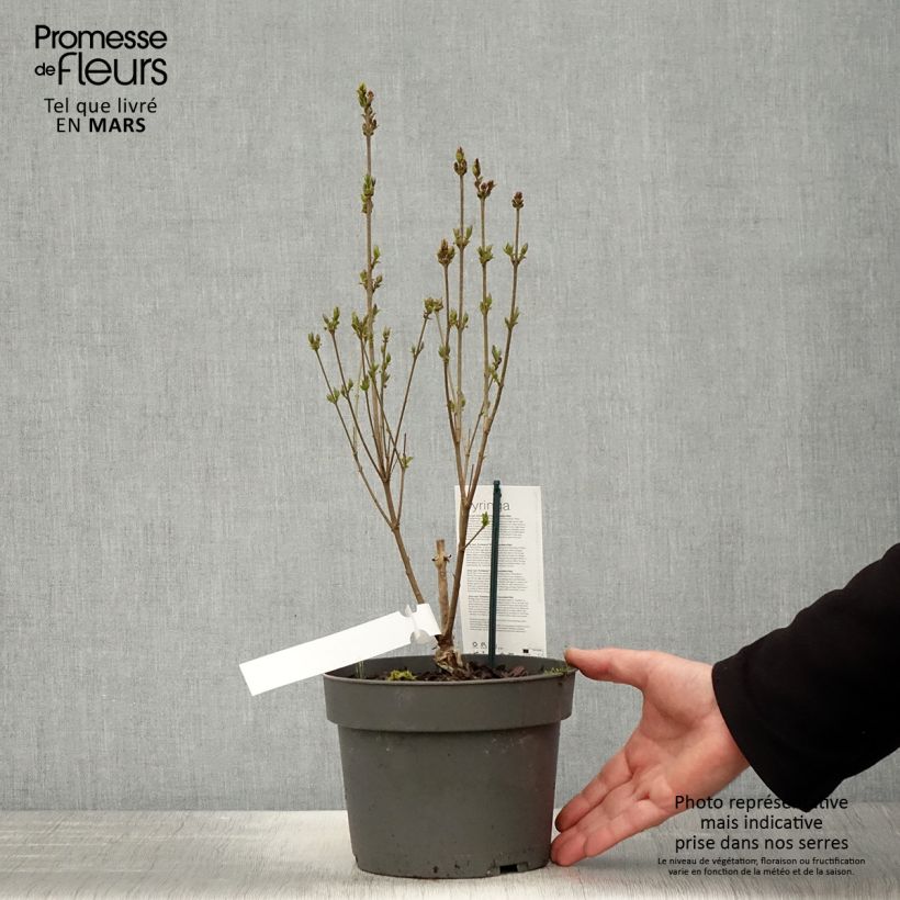 Syringa meyeri Flowerfesta White - Lillà nano Vaso da 3L/4L esemplare consegnato in primavera