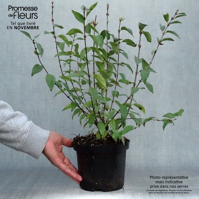 Esemplare di Syringa chinensis Saugeana - Lillà Vaso da 2L/3L come consegnato in autunno