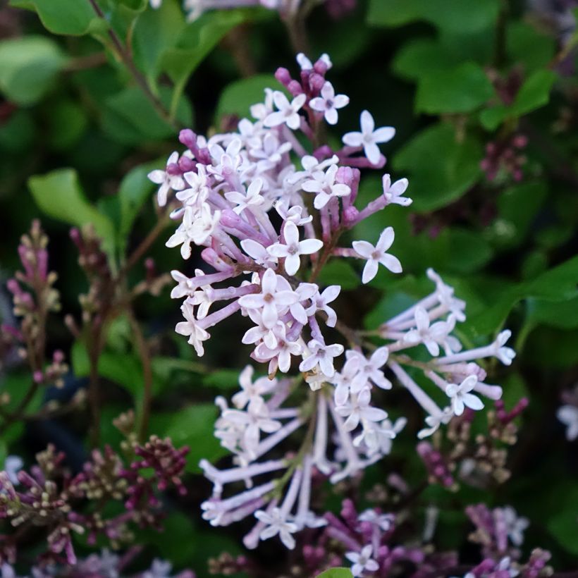 Syringa meyeri Palibin - Lillà nano (Fioritura)