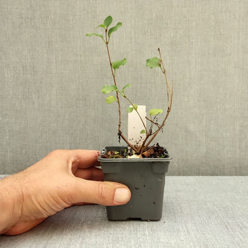 Esemplare di Syringa meyeri Palibin - Lillà nano Vasetto da 8/9 cm come consegnato in autunno