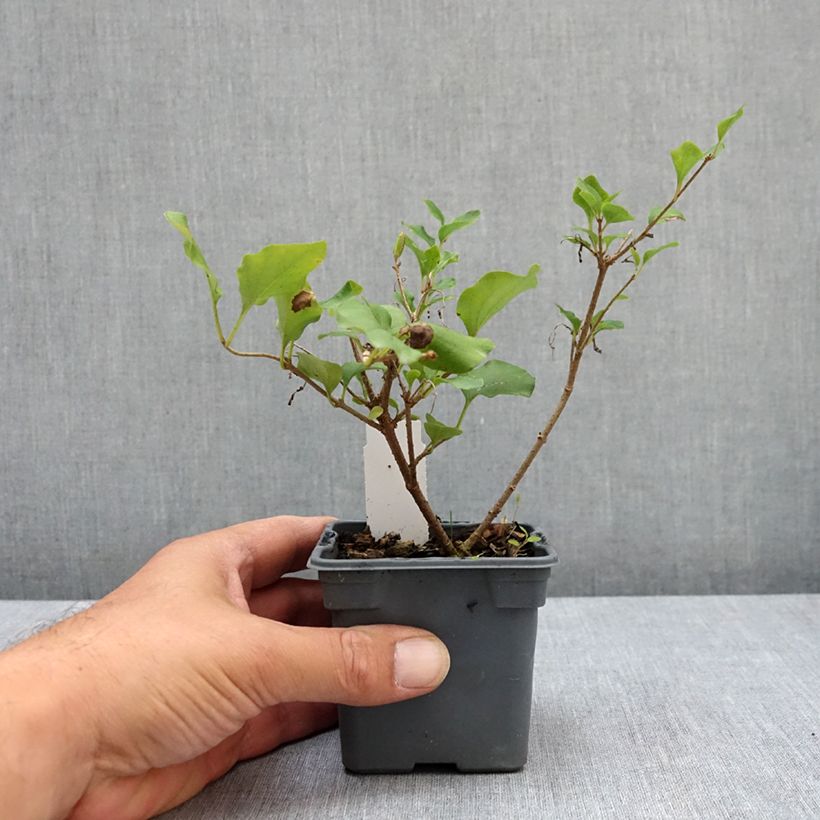 Esemplare di Syringa meyeri Palibin - Lillà nano Vasetto da 8/9 cm consegnato in estate