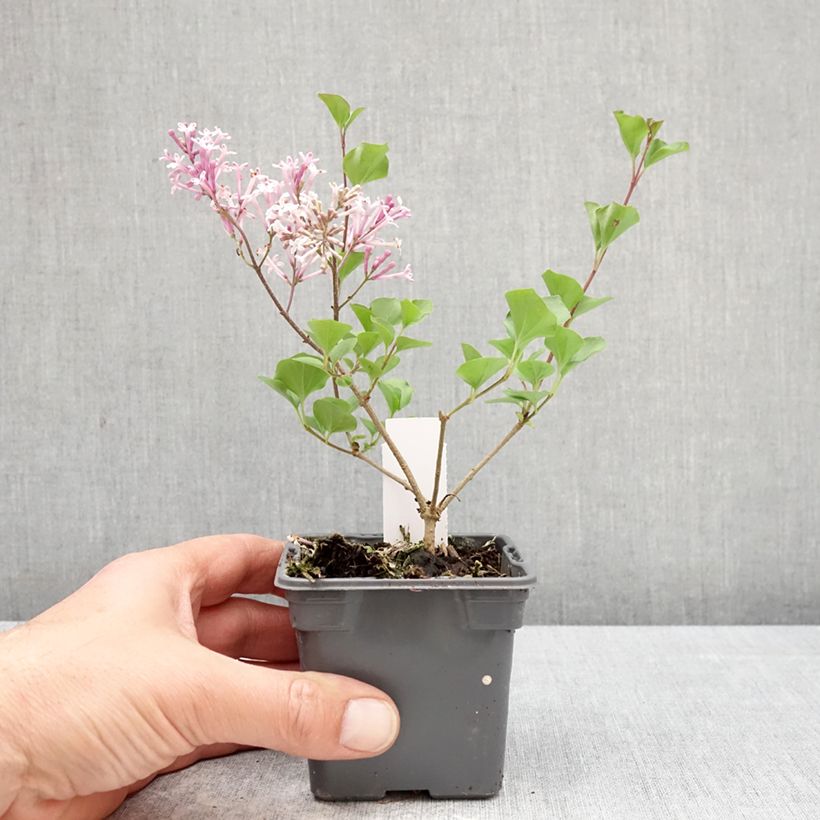 Syringa meyeri Palibin - Lillà nano Vasetto da 8/9 cm esemplare consegnato in primavera