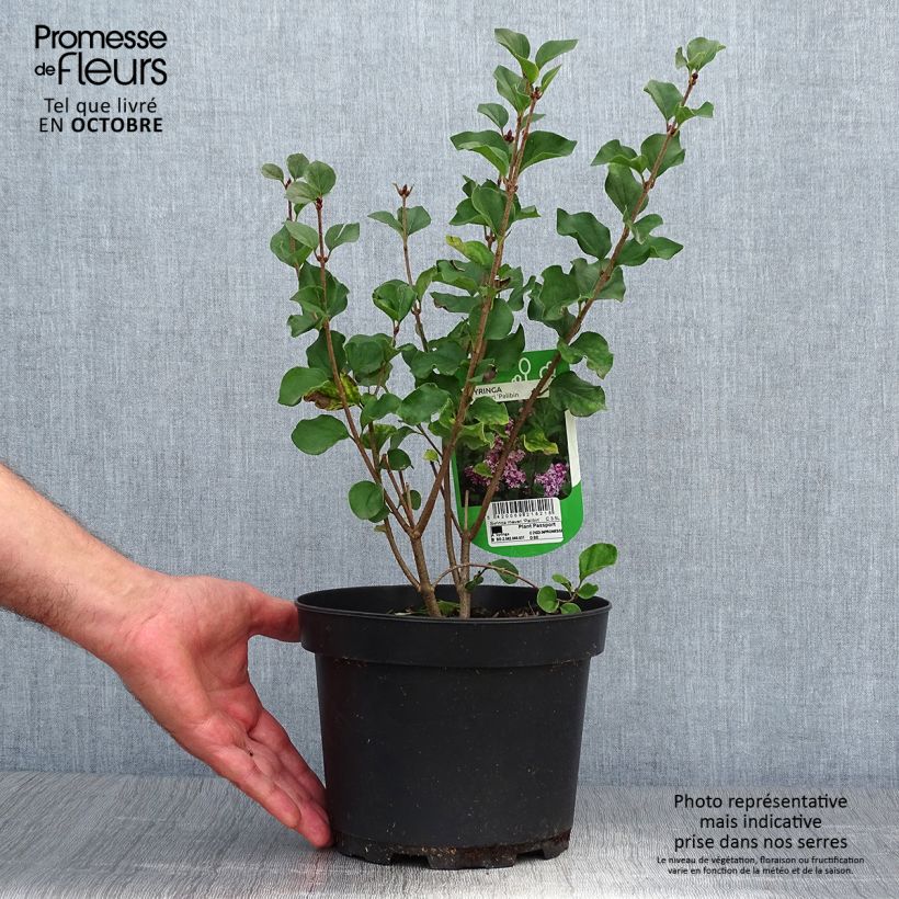 Esemplare di Syringa meyeri Palibin - Lillà nano Vaso da 2L/3L come consegnato in autunno