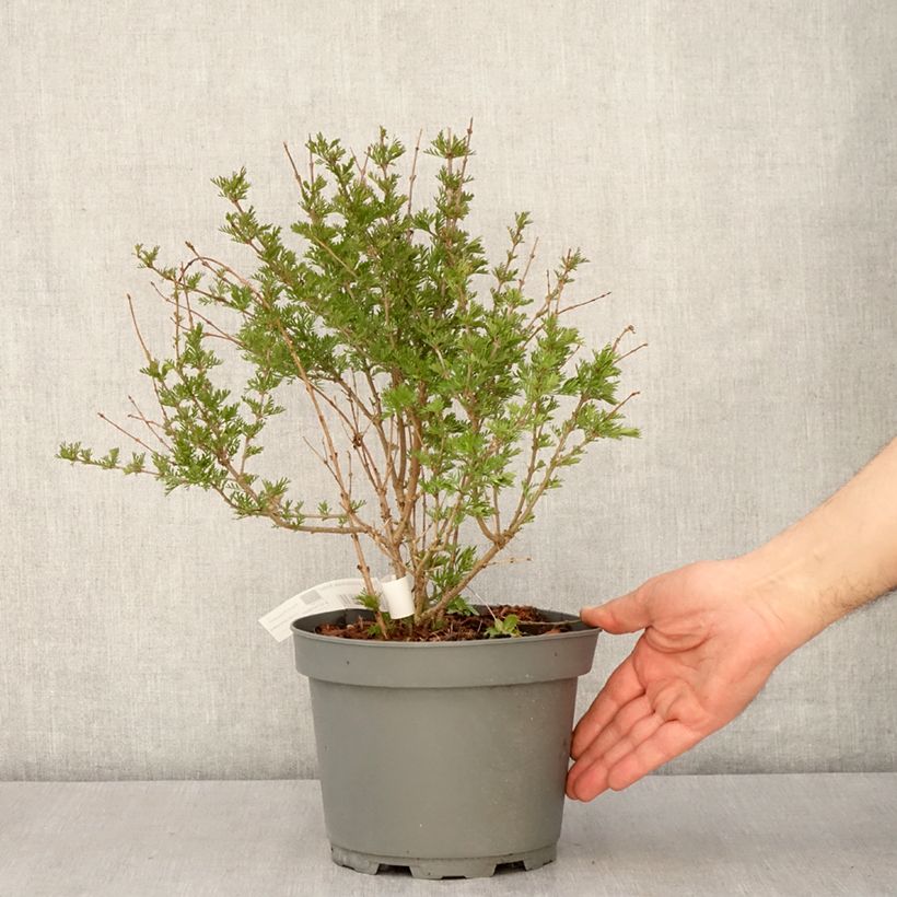 Syringa protolaciniata Kabul - Lillà Vaso da 3L/4L esemplare consegnato in primavera