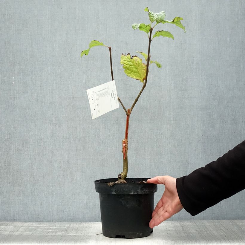 Esemplare di Syringa villosa Aurea - Lillà dorato Vaso da 4L/5L come consegnato in autunno