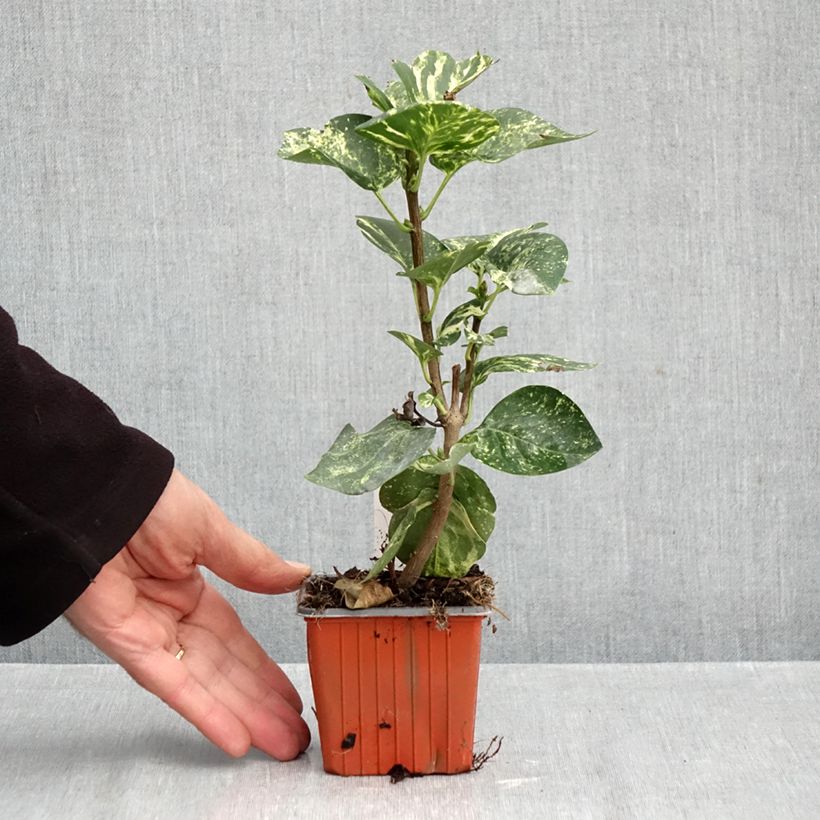 Esemplare di Lillà comune Aucubaefolia Vasetto da 8/9 cm come consegnato in autunno