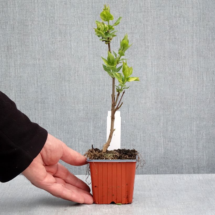 Lillà comune Aucubaefolia Vasetto da 8/9 cm esemplare consegnato in primavera