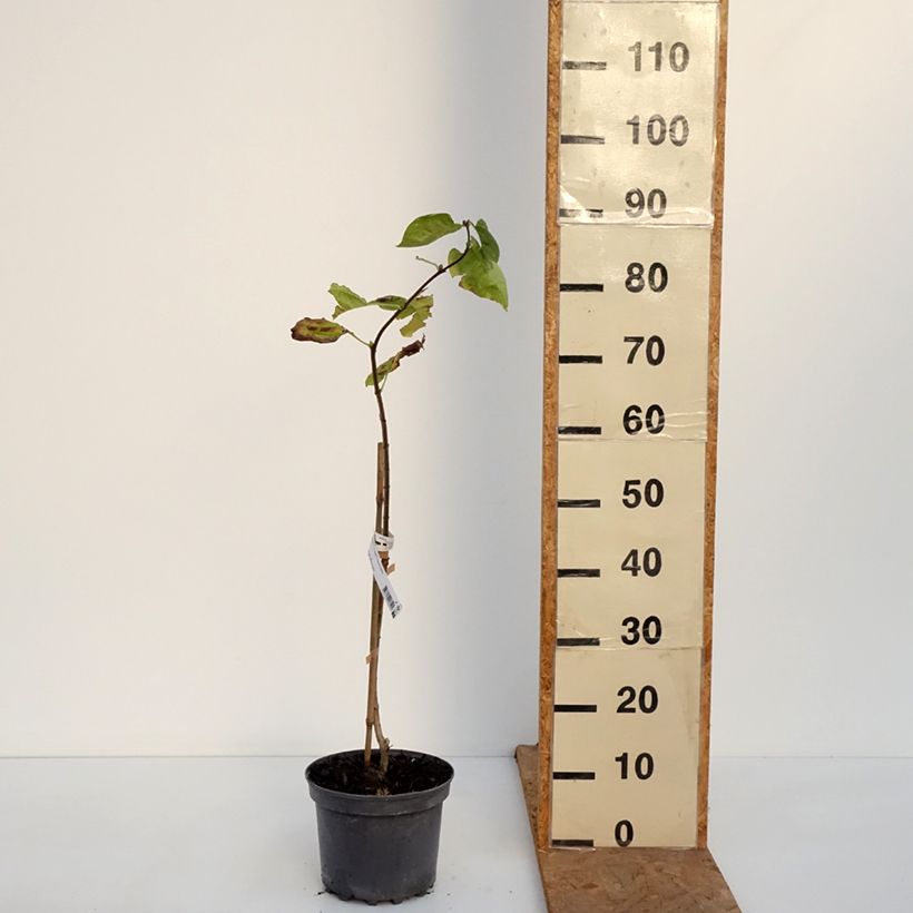 Esemplare di Lillà comune Aucubaefolia Vaso da 4L/5L come consegnato in autunno