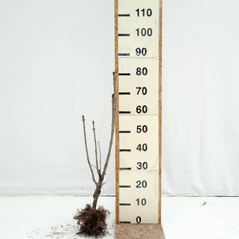 Lillà comune Belle de Moscou Piante piccole a radice nuda esemplare consegnato in inverno