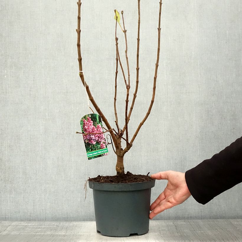 Esemplare di Lillà comune Belle de Nancy Vaso da 3L/4L come consegnato in autunno
