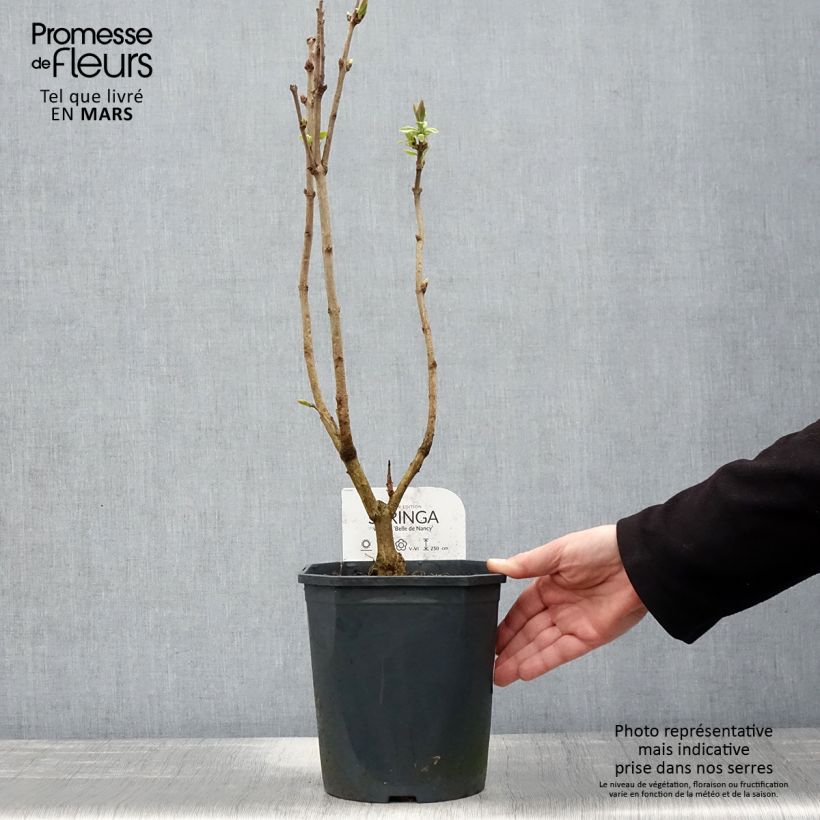 Lillà comune Belle de Nancy Vaso da 3L/4L esemplare consegnato in primavera