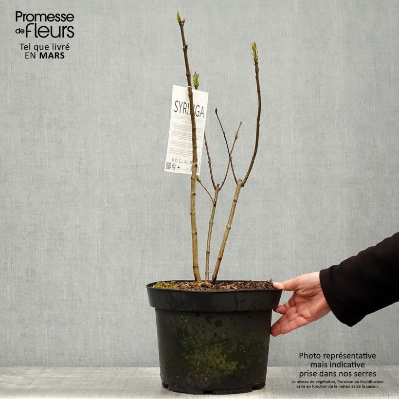 Lillà comune Charles Joly Vaso da 7,5L/10L esemplare consegnato in primavera