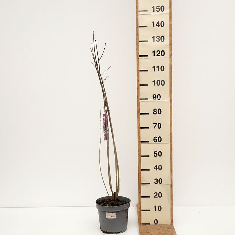 Esemplare di Lillà comune Charles Joly Vaso da 7,5L/10L come consegnato in autunno