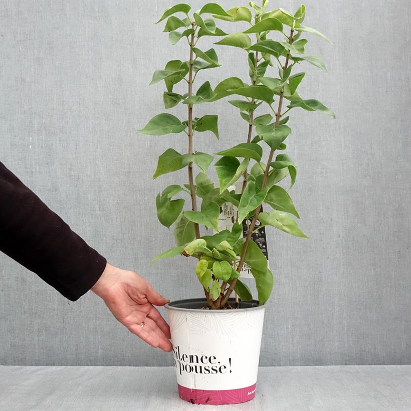 Esemplare di Lillà comune Dentelle d'Anjou Vaso da 4L/5L come consegnato in autunno