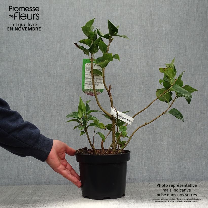 Esemplare di Lillà comune Katherine Havemeyer Vaso da 3L/4L come consegnato in autunno