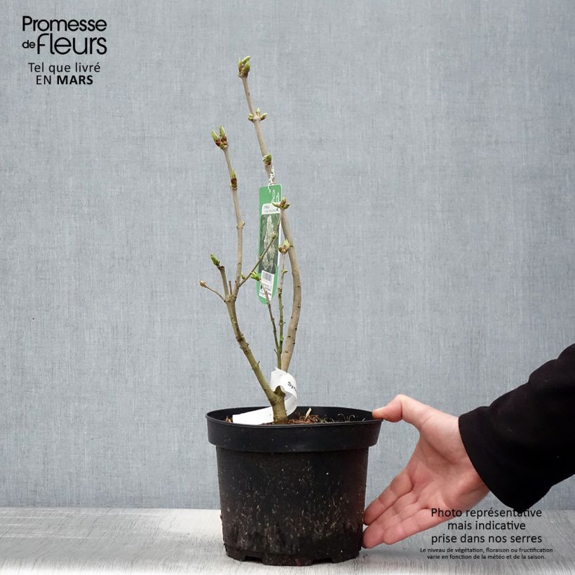 Lillà comune Madame Lemoine Vaso da 3L/4L esemplare consegnato in primavera