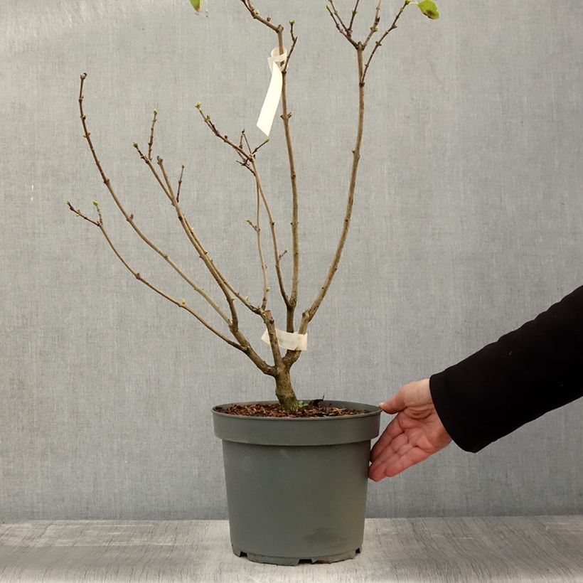 Esemplare di Lillà comune Madame Lemoine Vaso da 7,5L/10L come consegnato in autunno