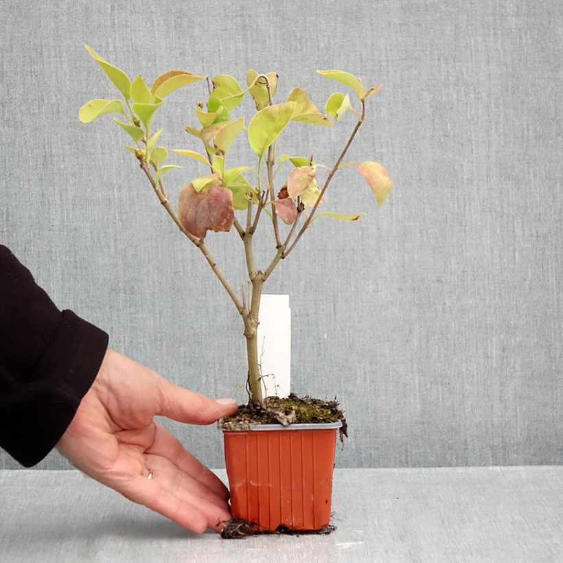 Esemplare di Lillà comune Nadezhda Vasetto da 8/9 cm come consegnato in autunno