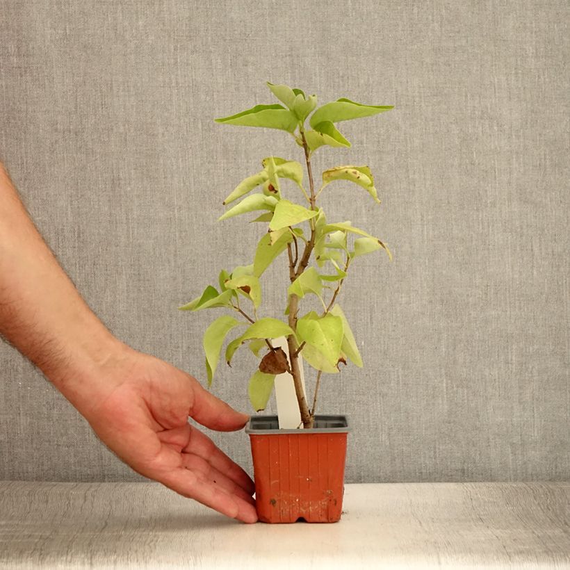 Esemplare di Lillà comune Nadezhda Vasetto da 8/9 cm consegnato in estate