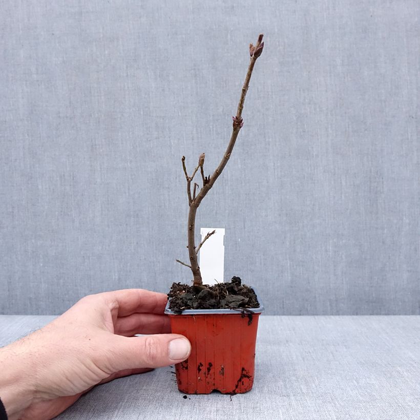 Lillà comune Nadezhda Vasetto da 8/9 cm esemplare consegnato in inverno