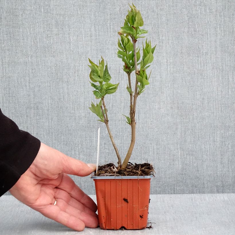 Lillà comune Nadezhda Vasetto da 8/9 cm esemplare consegnato in primavera